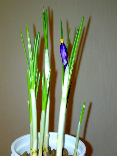 Forcer les crocus d'ici le 8 mars