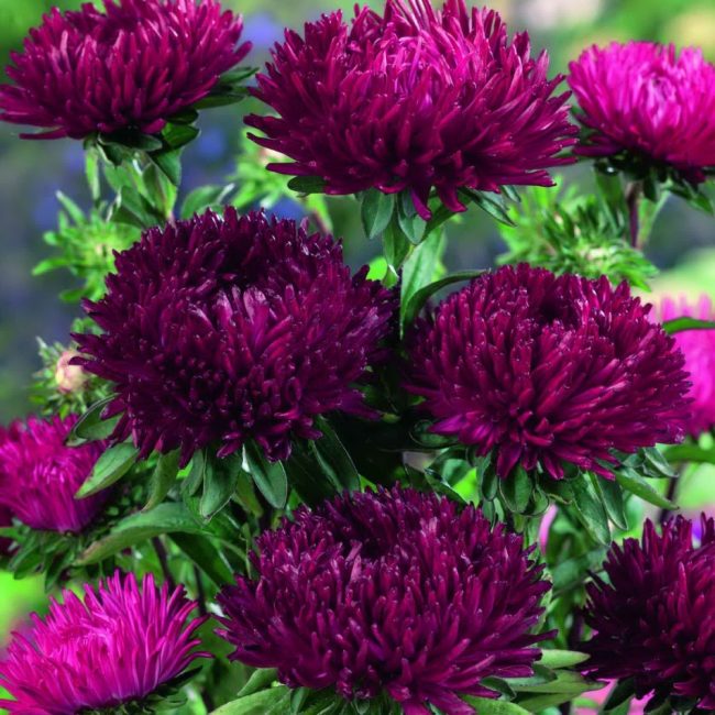 Astra n'est pas seulement belle, mais aussi une plante forte.