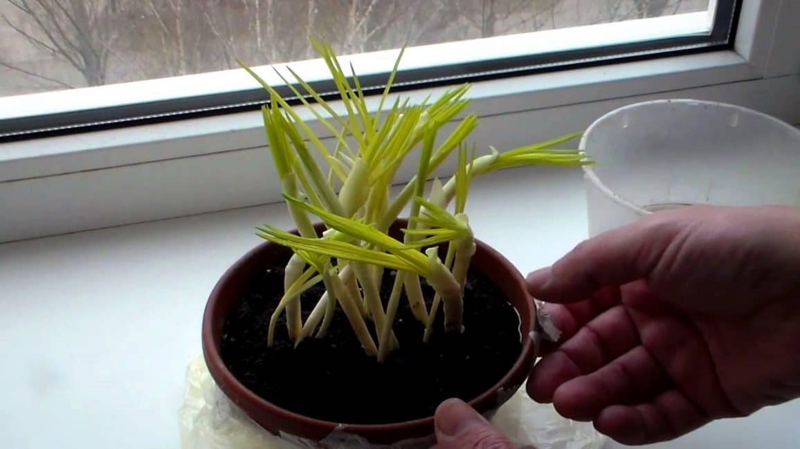 Le récipient pour forcer les crocus à la maison doit être large et peu profond