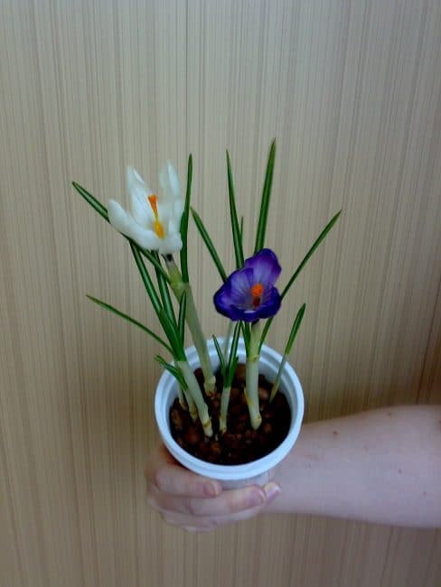 Crocus en fleurs