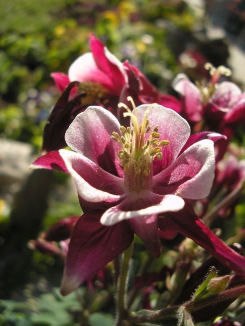 Aquilegia Biedermeier