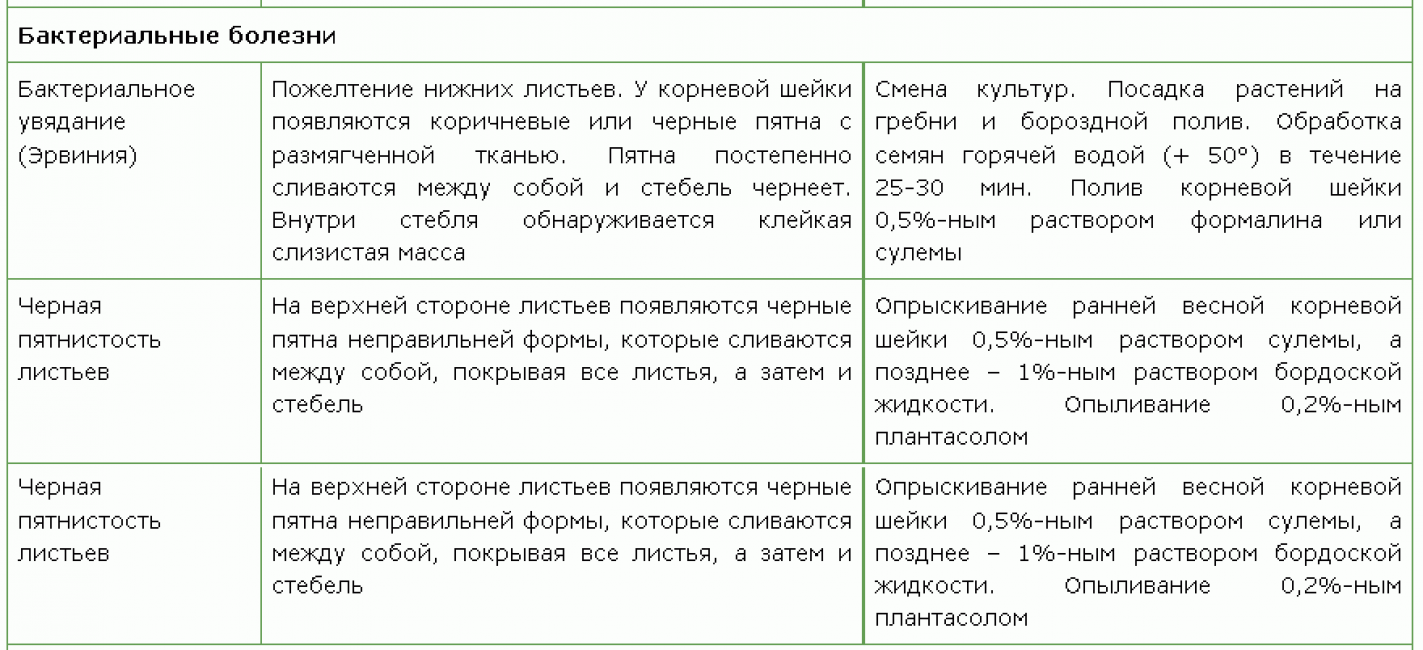 Maladies bactériennes du delphinum