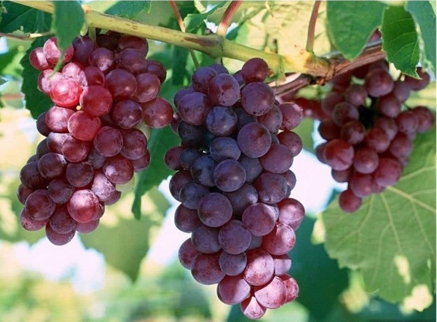 Nouveau cépage russe