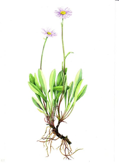 Les asters peuvent être propagés végétativement en divisant le buisson ou en utilisant des boutures.