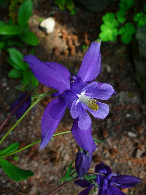 Aquilegia Olympia