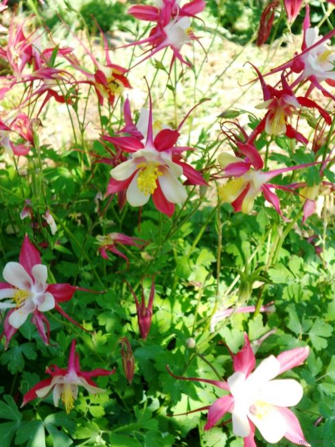 Aquilegia Skinner