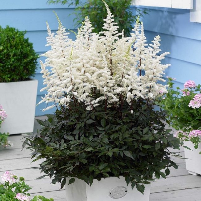 astilbe en pot