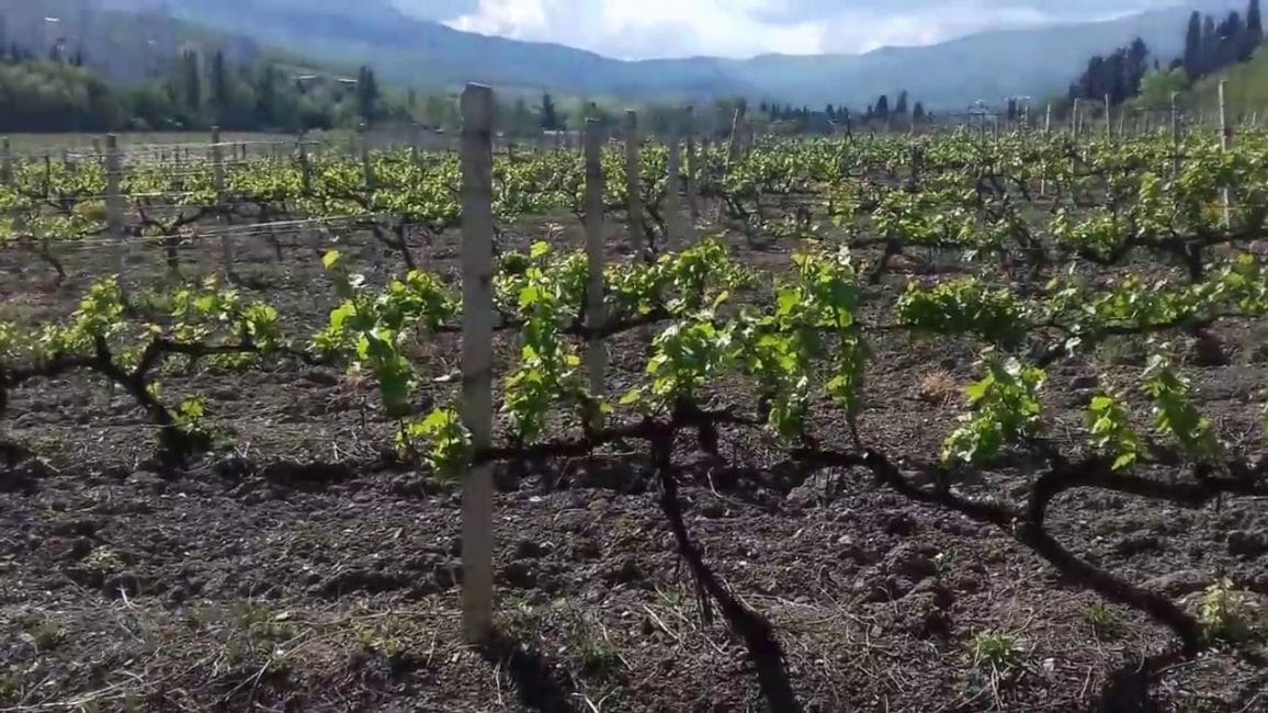 Le lieu de plantation des raisins doit être bien réchauffé par les rayons du soleil.