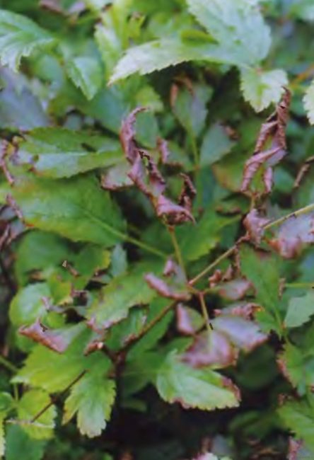 Feuillage d'astilba infecté