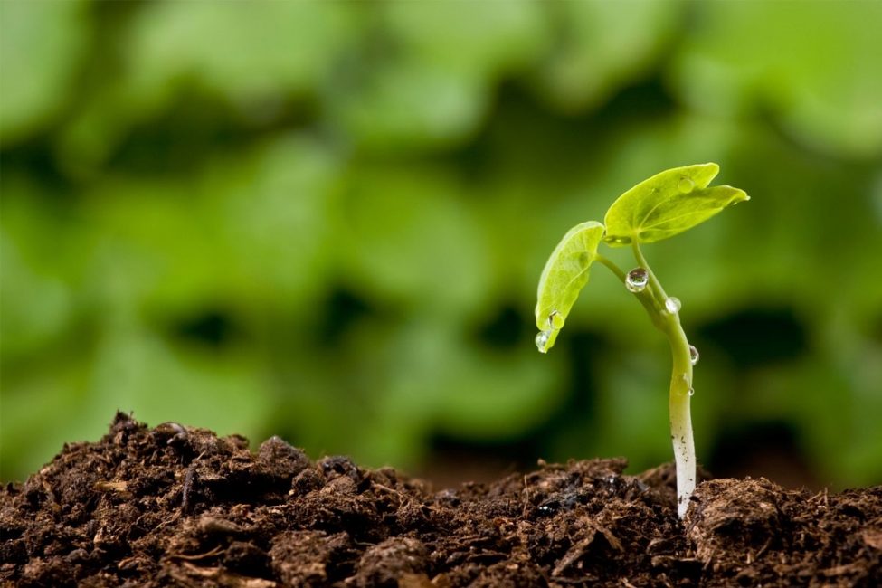 Les anémones préfèrent les sols meubles et riches.