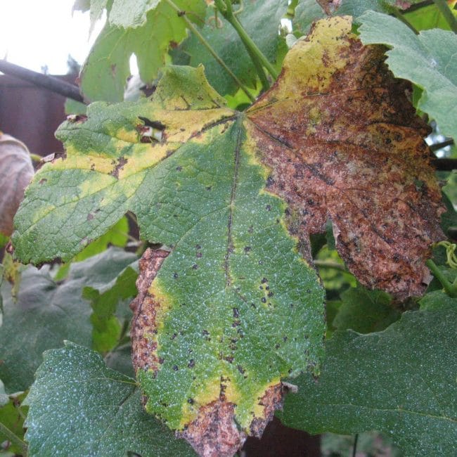 Feuille de vigne infectée