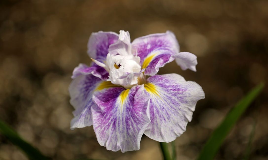 Iris de montagne d'ange