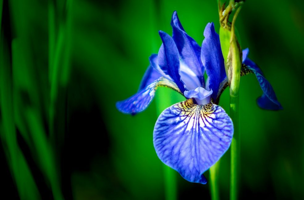 iris bleu