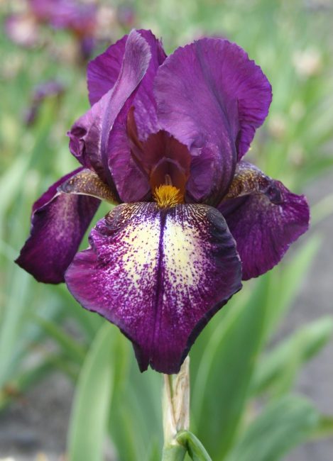 Attention iris s'il vous plaît