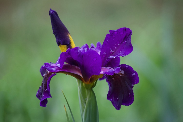Iris de Stella Irène