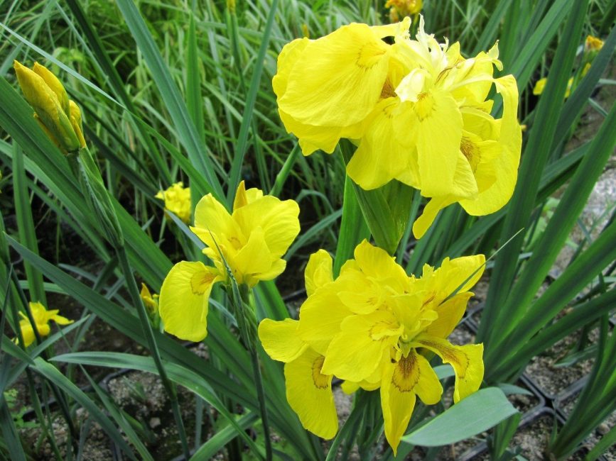 Iris Flore Pleno