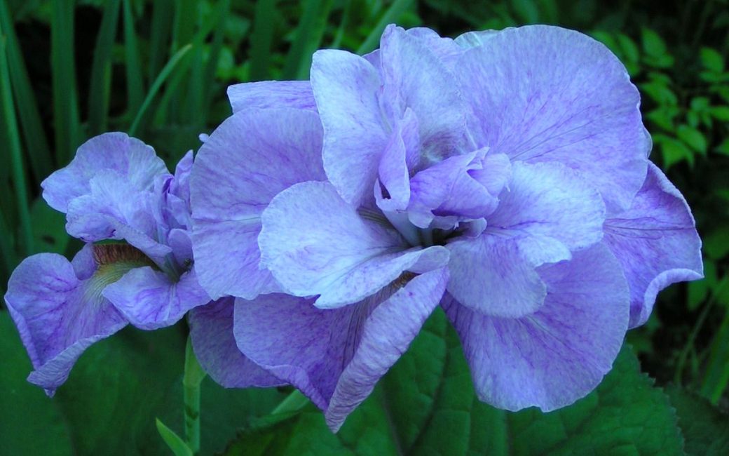 Iris opale impériale