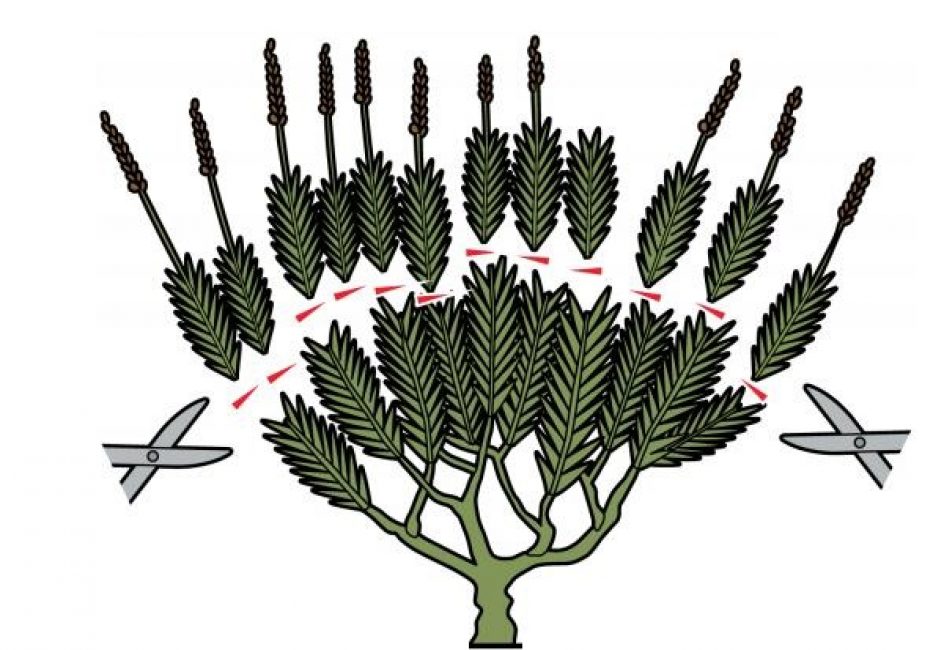 La taille principale se fait en été, en fin de floraison.