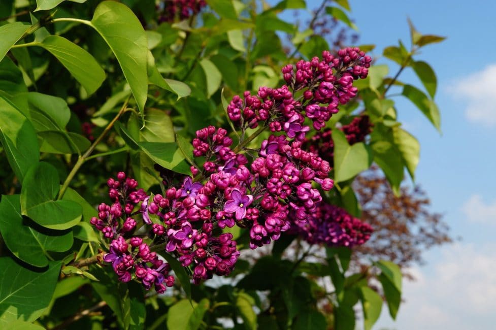 Lilas