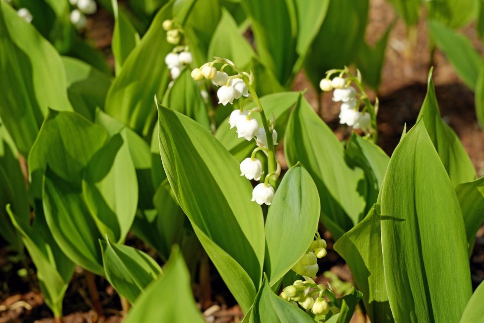 Muguet Convallaria Majalis