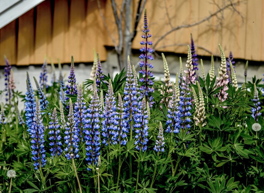 Lupins dans la cour