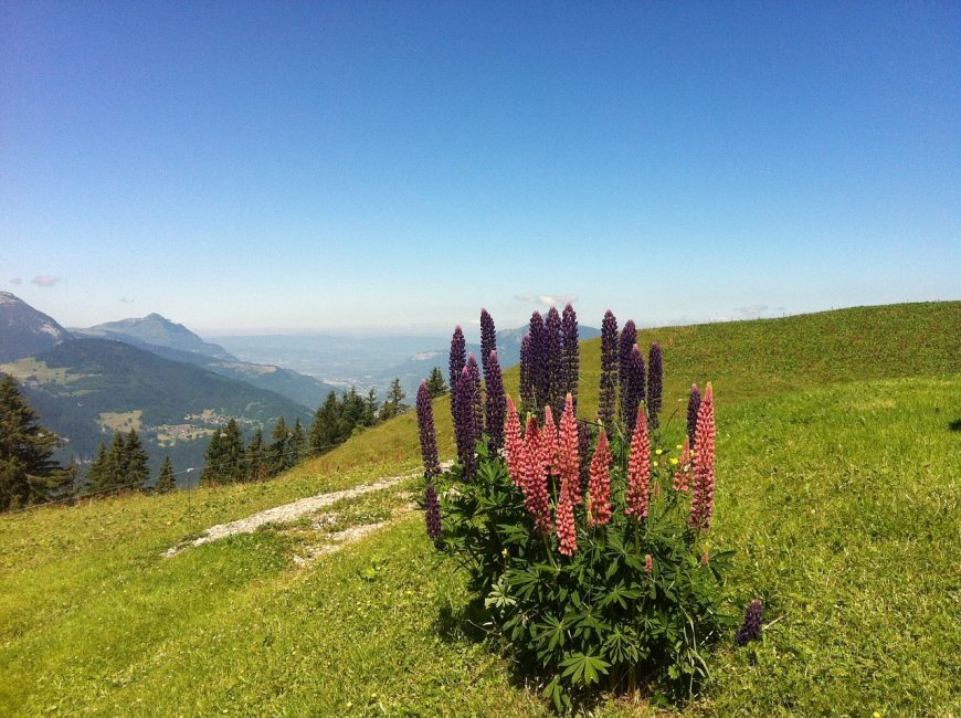 Lupins dans les Alpes