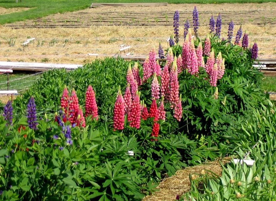 lupinus Rhapsodie