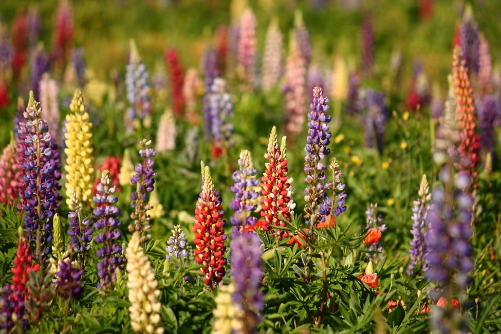 champ de lupins
