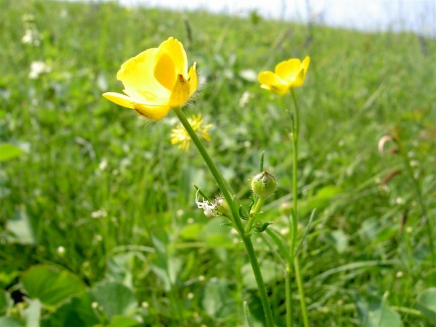 Multiflore ou Ranunculus polyanthemos