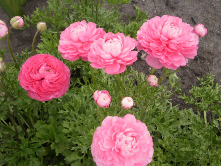 renoncule de jardin rose