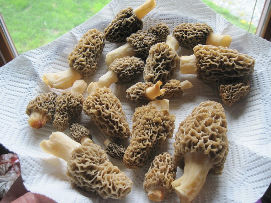 Morilles