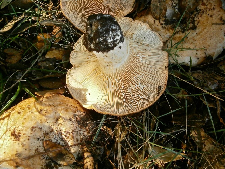 Champignons au lait