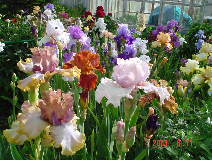 Un mélange de couleurs vives d'iris barbus se détache dans un point lumineux du site.