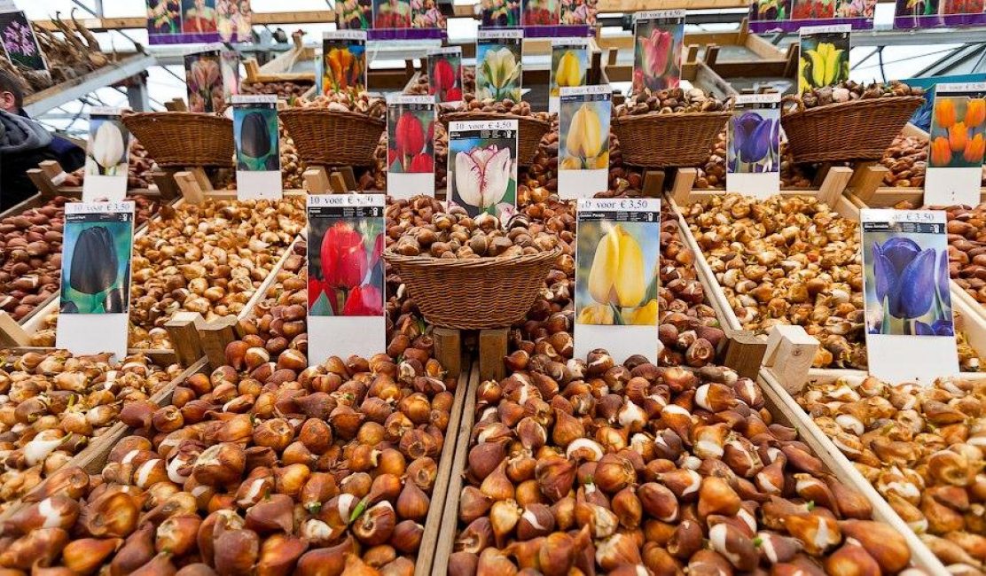 Grand choix de bulbes de tulipes