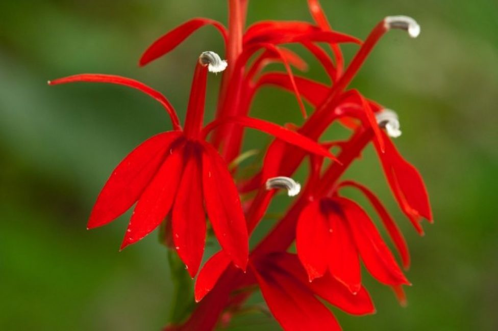 Lobelia ardente