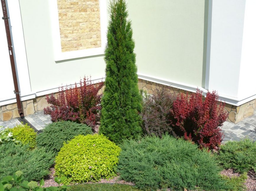 Thuja couvert des deux côtés par les murs de la maison