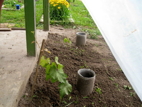 Arroser les raisins sous la racine