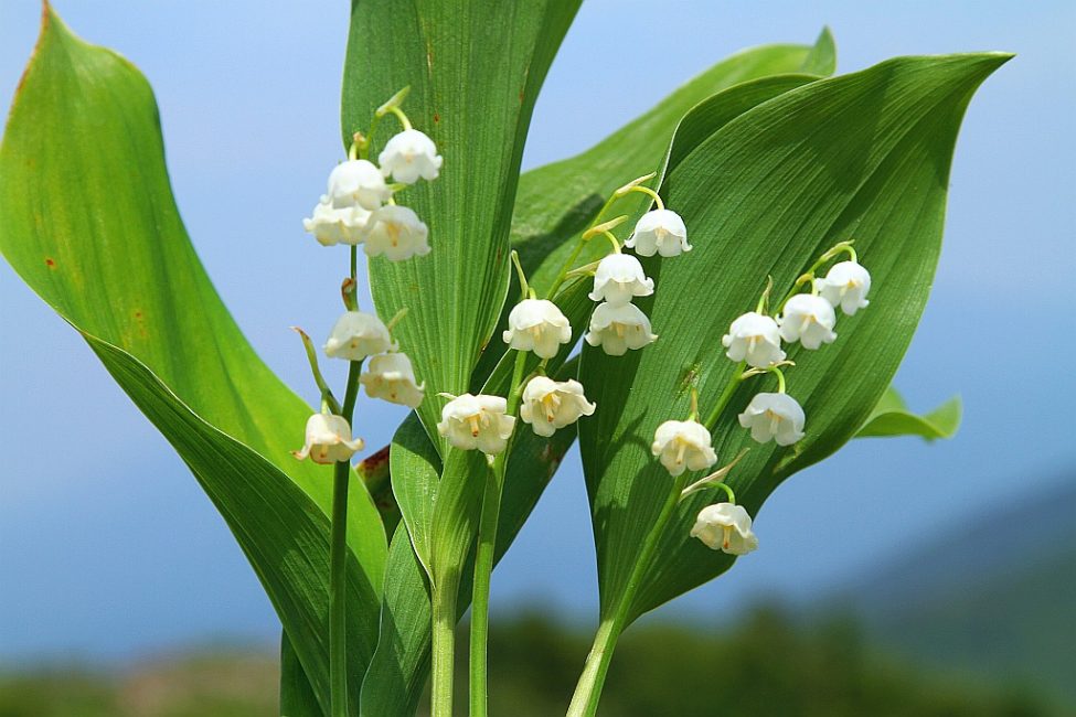 Keyske muguet