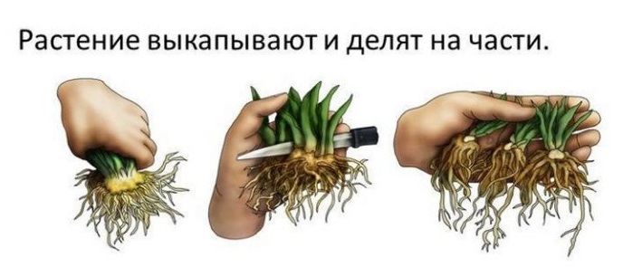 Représentation schématique