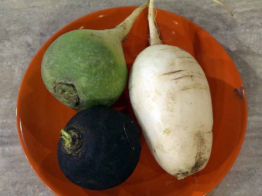 De nombreuses maladies sont guéries par le radis lui-même et son jus.