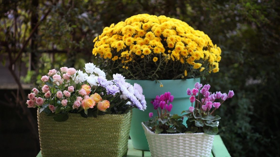 Chrysanthèmes du jardin d'hiver
