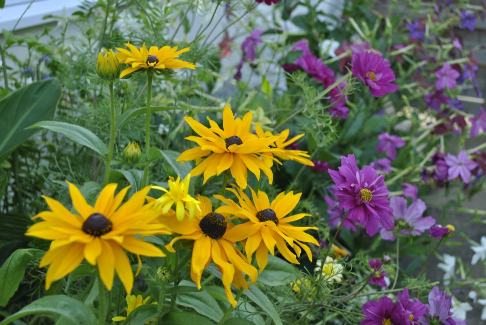 Marmelade - un soleil éclatant de fleurs jaune-orange orne un buisson tentaculaire de rudbeckia.