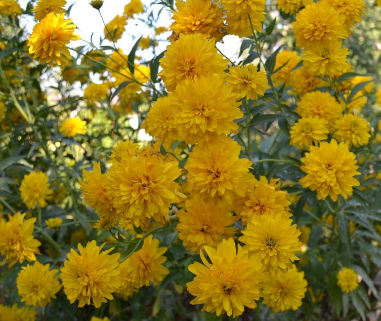 Rudbeckia disséqué. Ballon d'or de qualité populaire. Les fleurs de Hustomahrovye ravissent les yeux par leur magnificence.