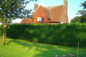 Haie de vivaces à croissance rapide : choix des plantes, règles de plantation, de culture et d