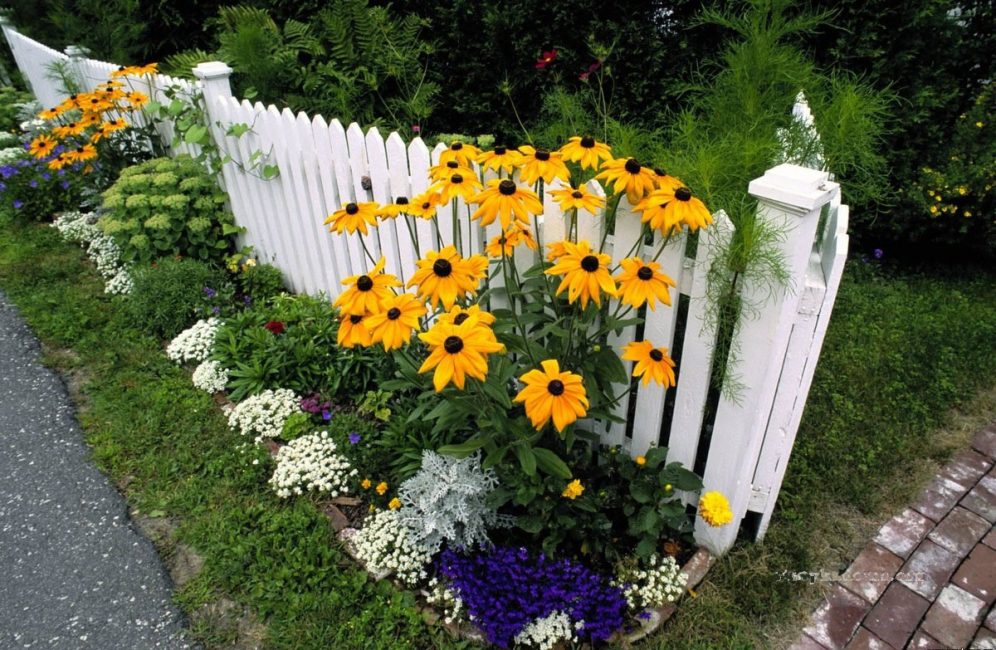 Les variétés hautes doivent être placées à l'arrière-plan afin de ne pas éclipser les autres plantes avec leur croissance. rudbeckie
