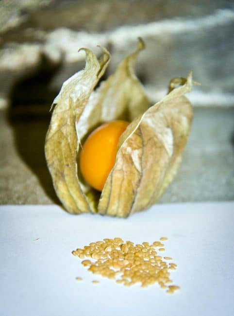 Graines de Physalis