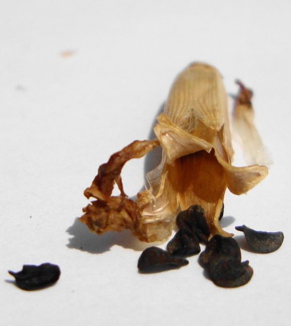 graines de clou de girofle