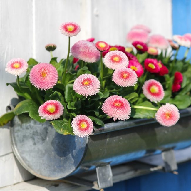 Boule éponge Rominette