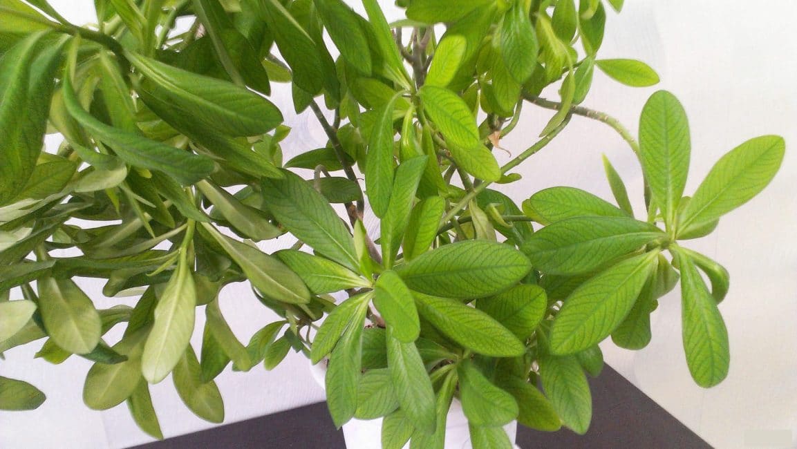 Subvention Synadénium