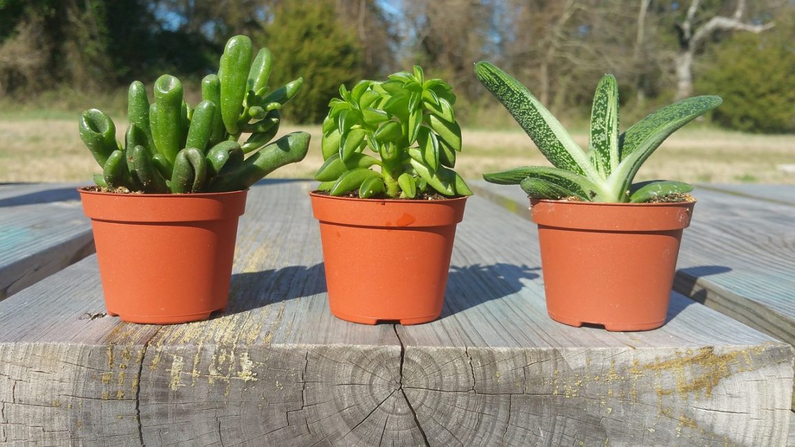 Les succulentes ont des bienfaits pour la santé